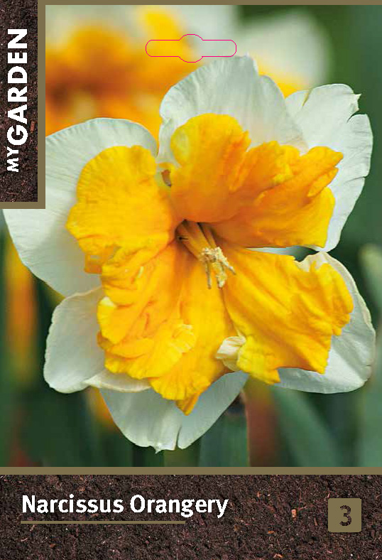 Нарцисс орхидный Оранжери